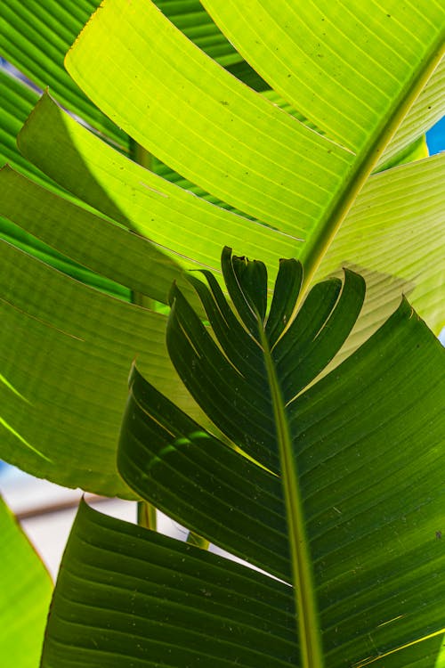 A close up of a green leaf with a blue sky