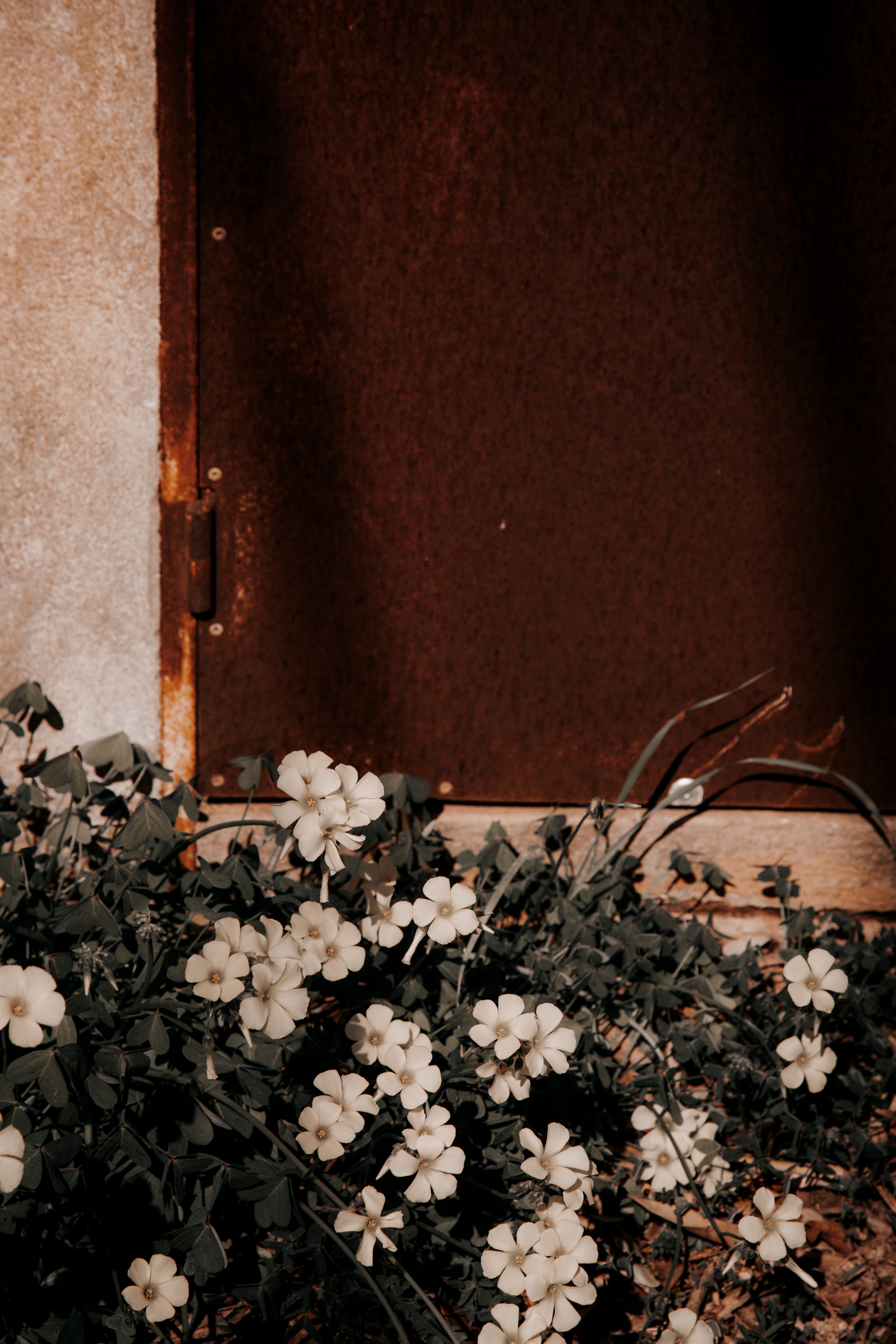 Bush with Flowers by Rusty Wall · Free Stock Photo