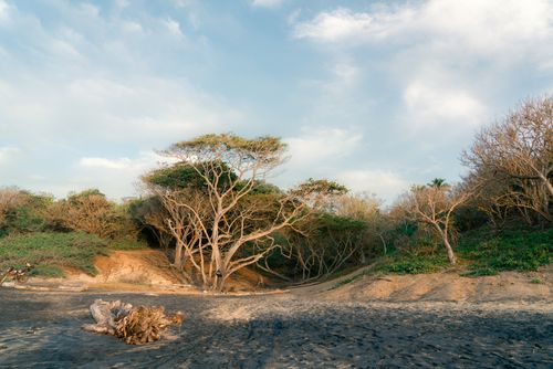 Free A serene coastal scene with trees, sand, and driftwood under a bright sky. Stock Photo