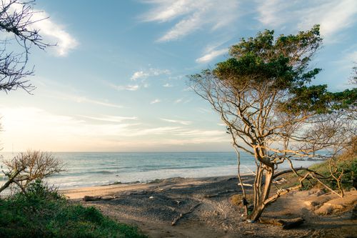 Free Serene view of a coastal beach with trees, captured at sunrise. Perfect scene for nature lovers. Stock Photo