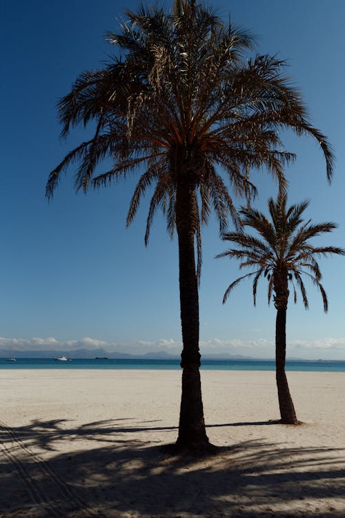 Základová fotografie zdarma na téma léto, moře, palmy