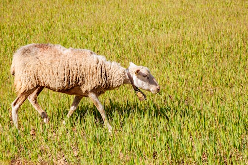 Sheep on Pasture