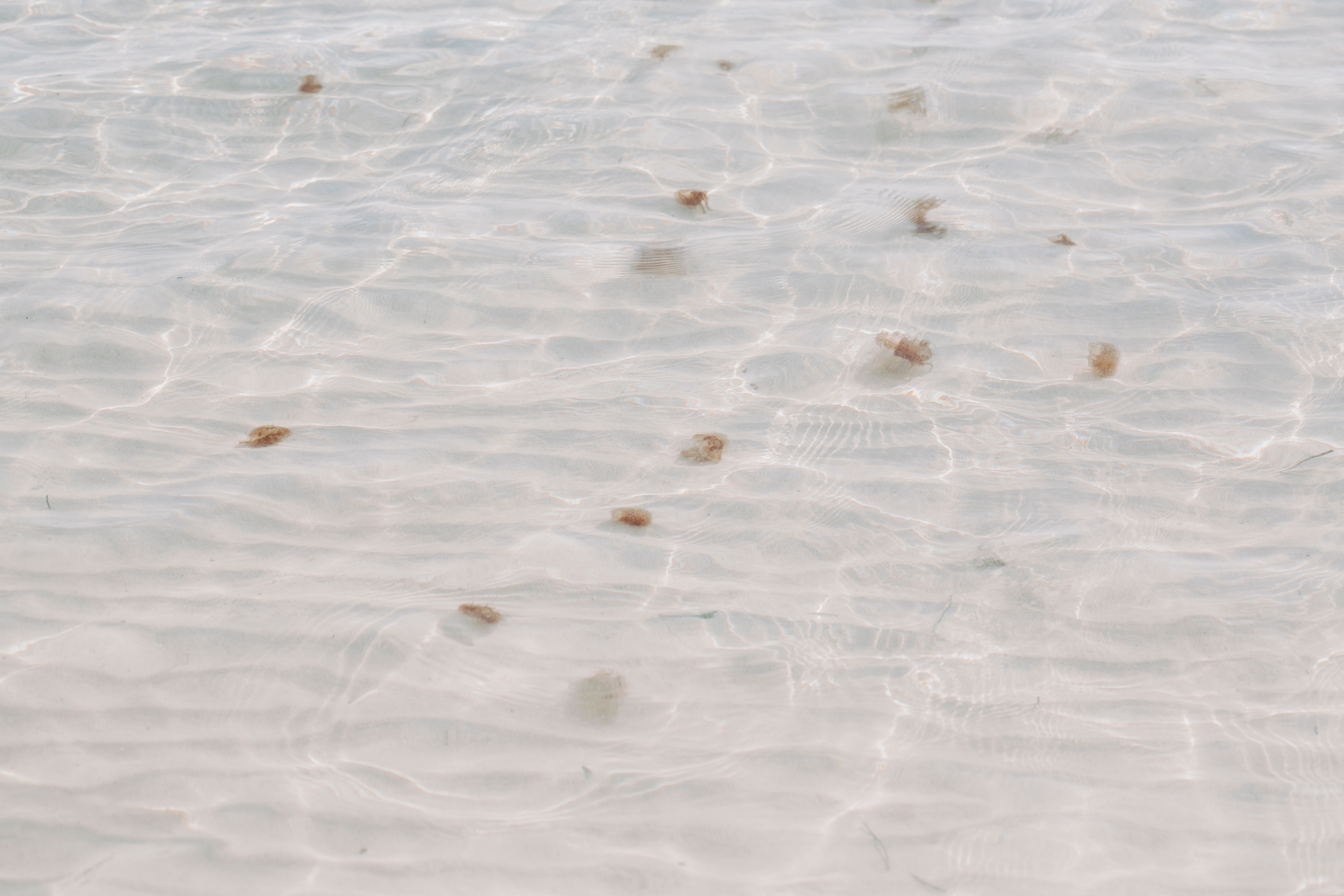 Shells in Water · Free Stock Photo