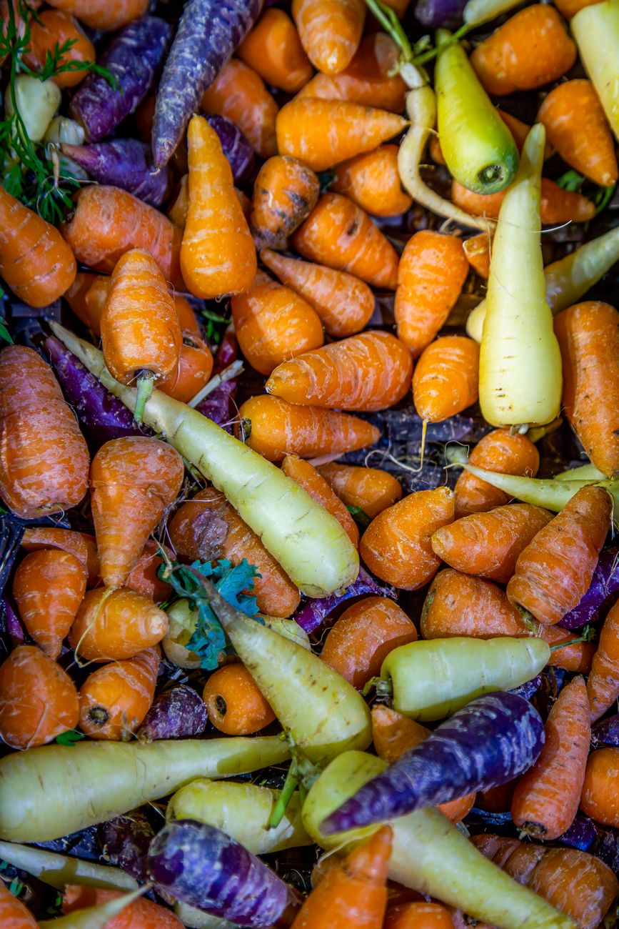 Solving Forked & Stunted Taproots in Fabric Grow Bags: Maximizing Straight, Healthy Carrots, Parsnips, & Daikon
