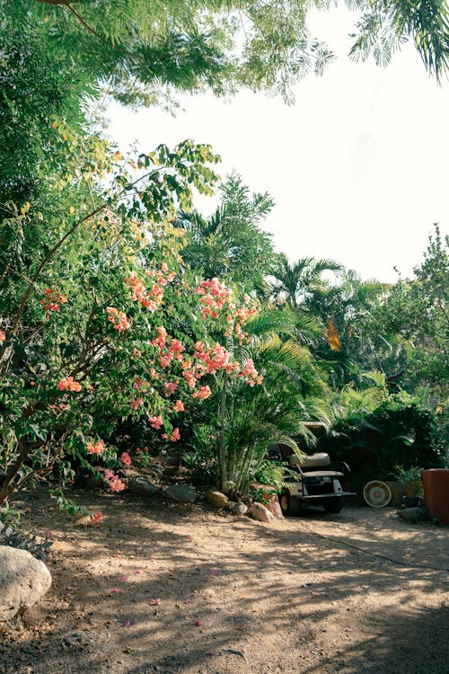 A garden with flowers and trees in the background