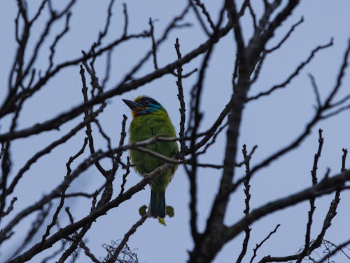 A bird is perched on a bare tree branch