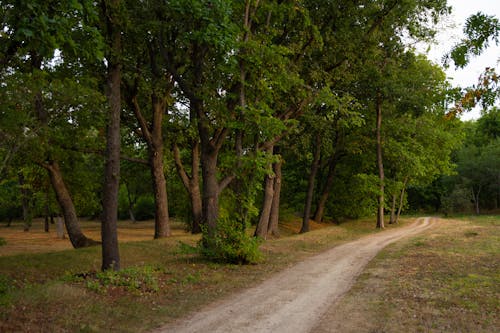 A dirt road in the woods with trees on both sides