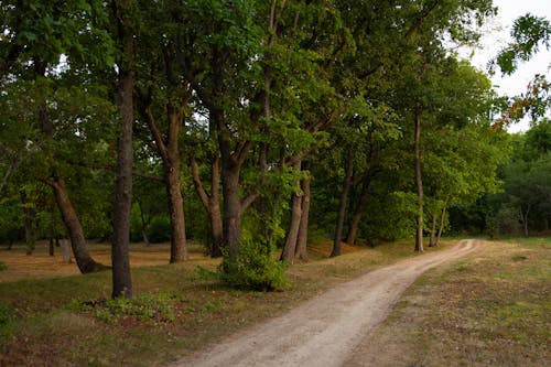 Foto d'estoc gratuïta de aclariment, bosc, camí de carro