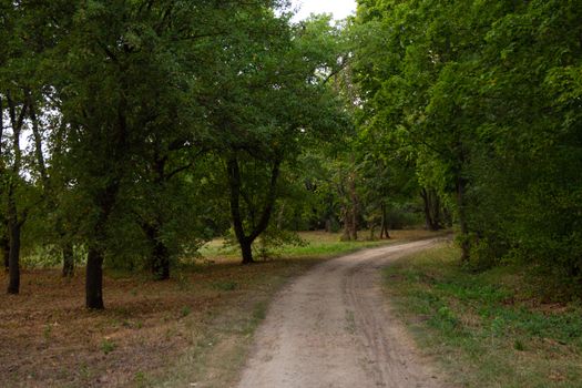 A tranquil dirt pathway meanders through a lush green forest, creating a serene natural scene.