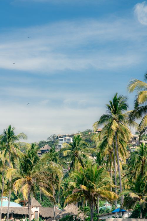 Free Lush palm trees under a bright blue sky with homes on a hillside. Perfect summer scene. Stock Photo