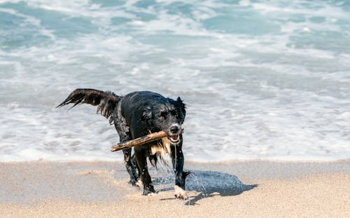 A black dog running on the beach with a stick in its mouth