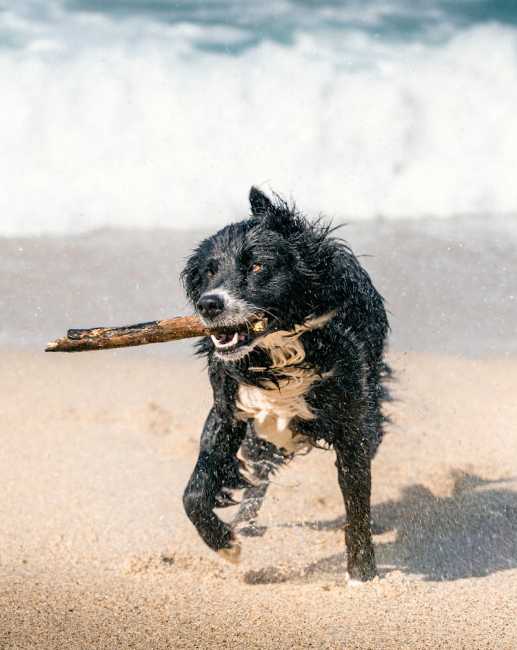 Dog On Beach