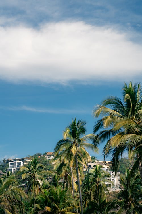 A view of a beach with palm trees and a building