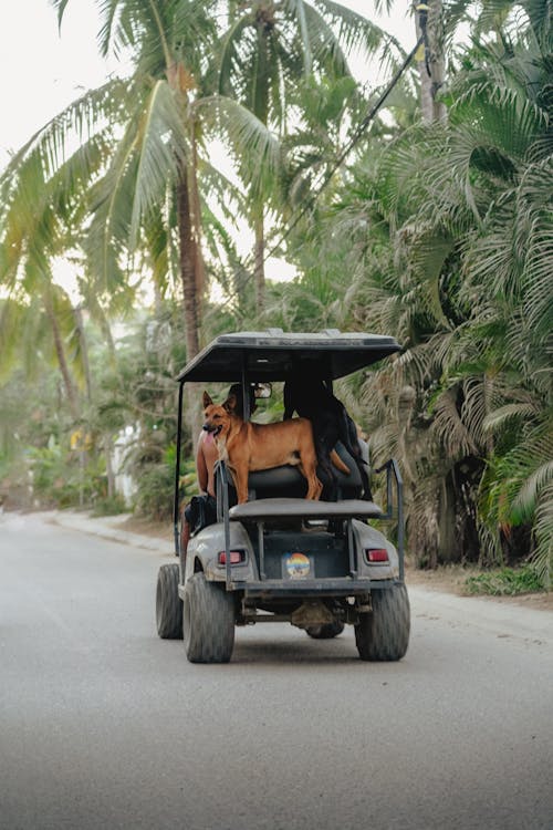 A dog riding in the back of a golf cart