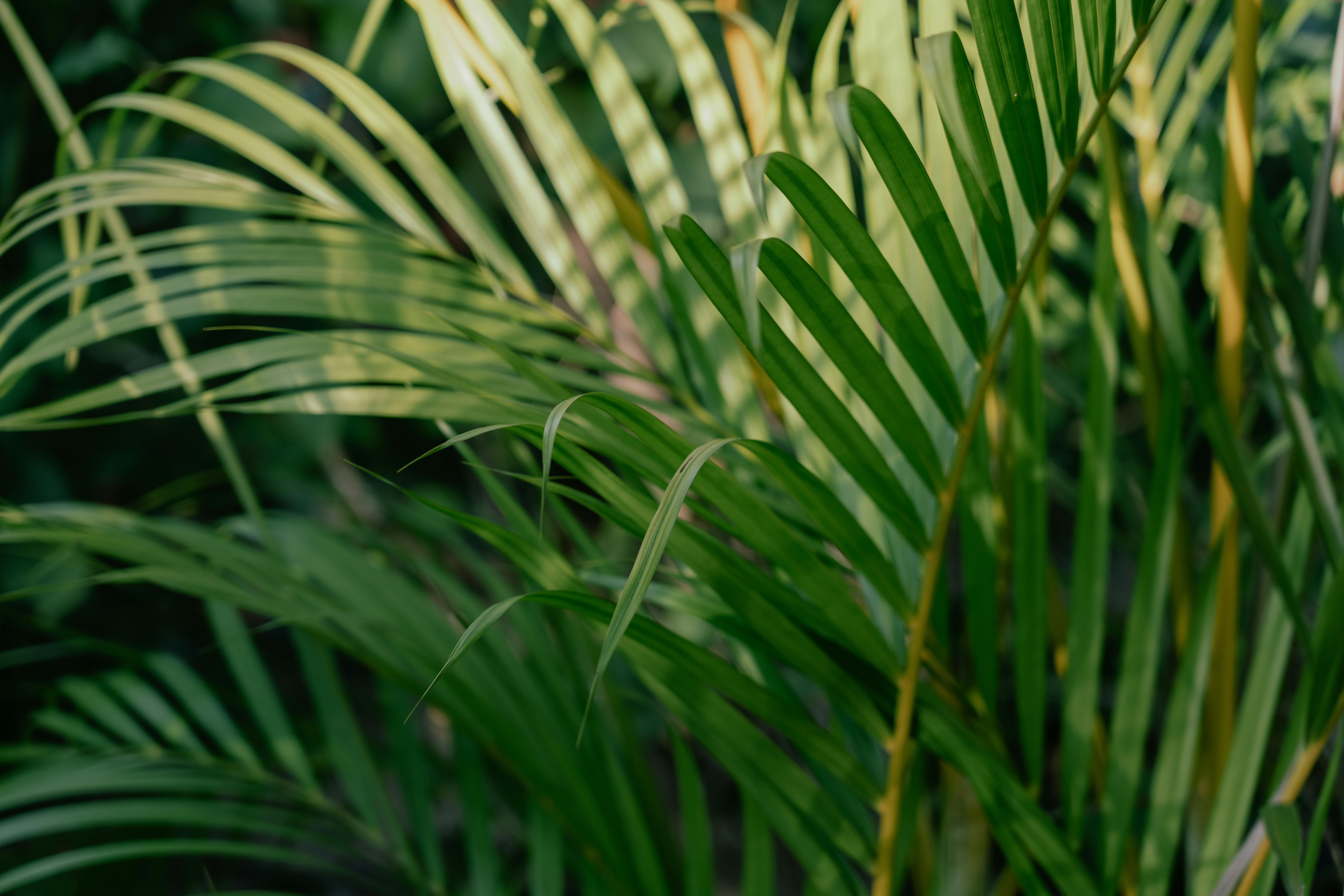 Close look of Bamboo Palm