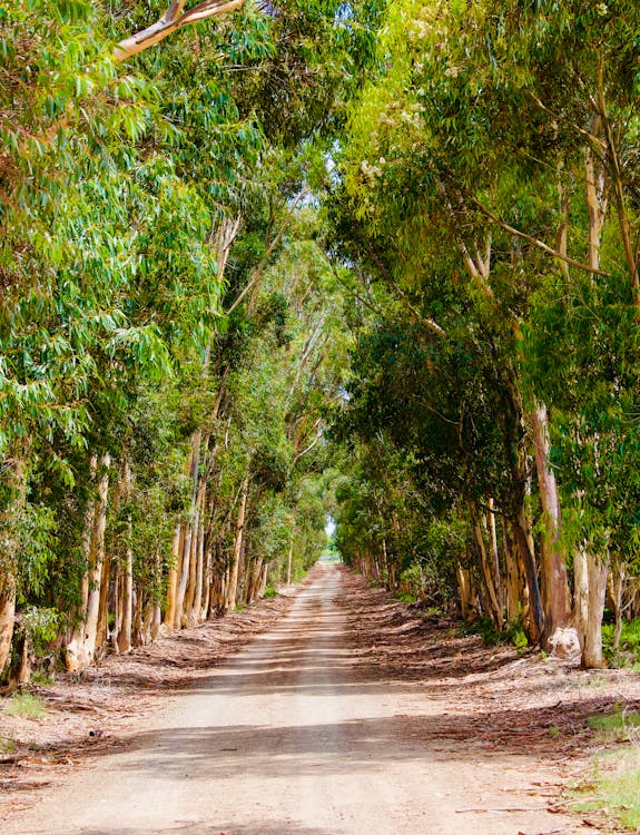 Kostenloses Stock Foto zu bäume, eukalyptus, feldweg