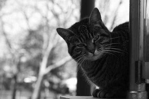 Cat in Black and White