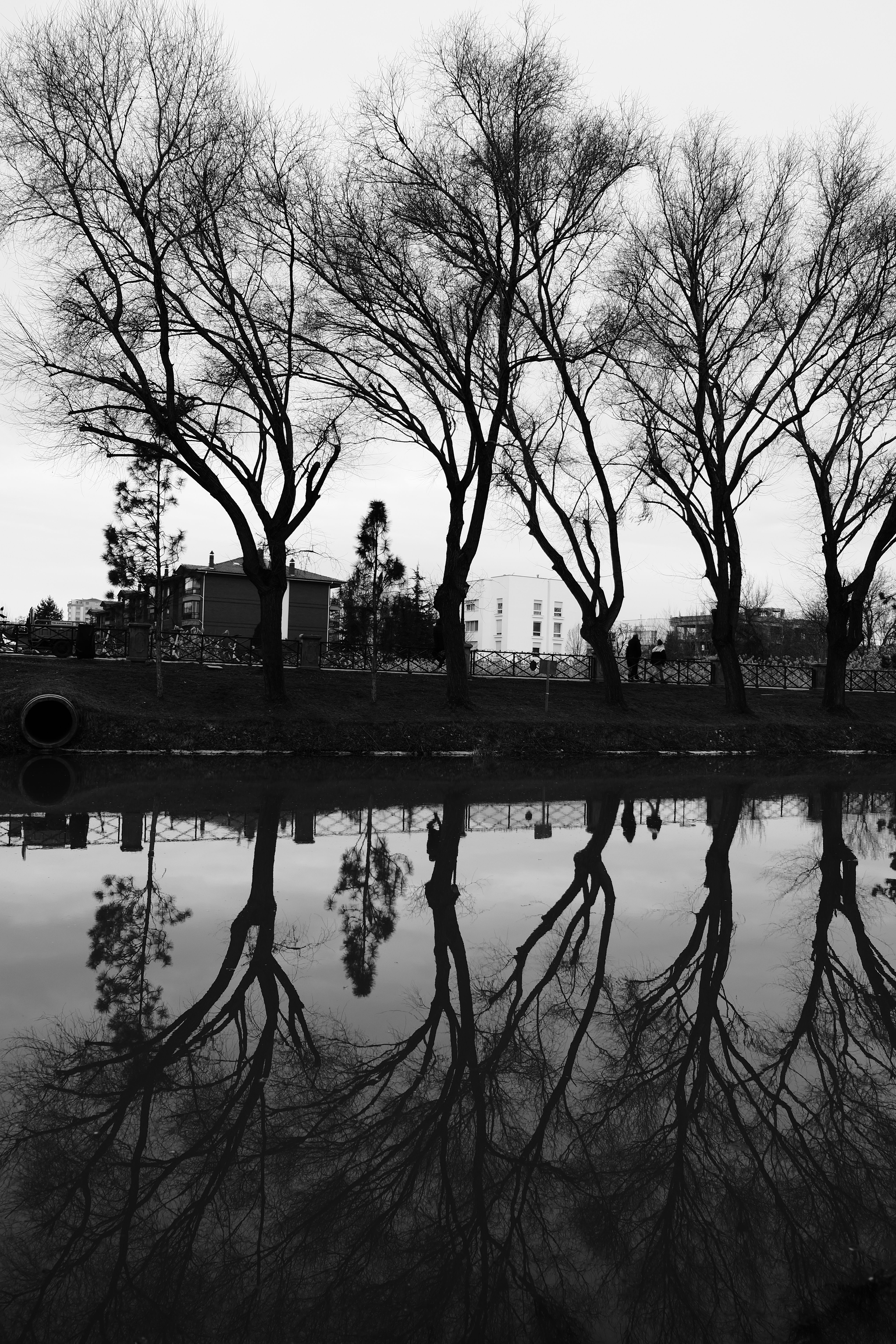 Captivating black and white reflection of bare trees along a river in Eskişehir, Türkiye.