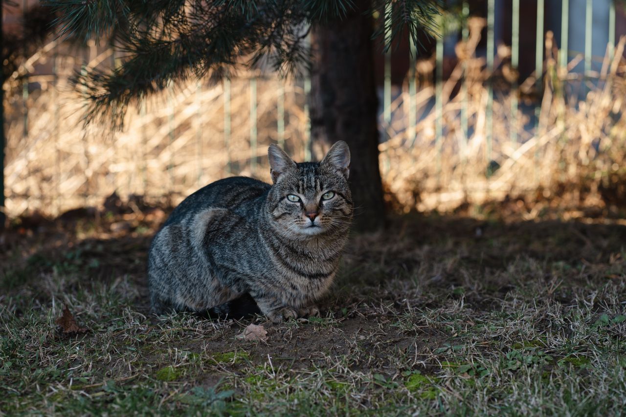 a beautiful tabby cat with striking eyes resting beneath a tree in a s