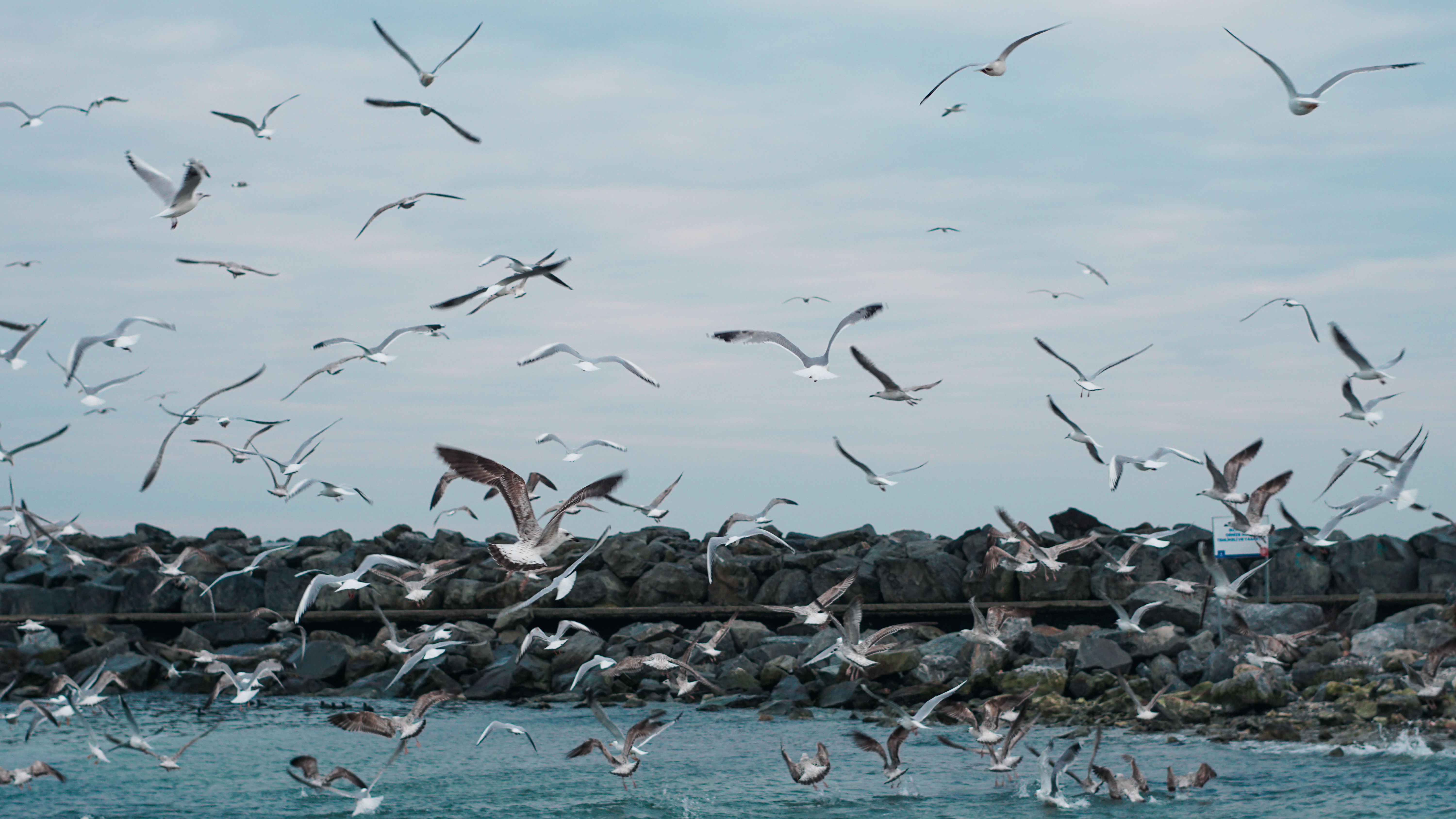 Flock of Seagulls Flying on Sea Shore · Free Stock Photo