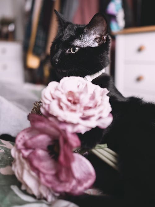 A black cat sitting on a bed with pink flowers
