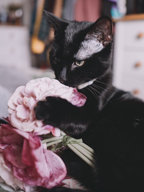 A black cat is holding a bunch of flowers
