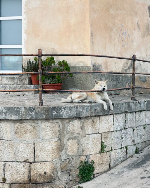 Free An Akita dog relaxes on a stone ledge in Ragusa, Sicily, offering a glimpse of urban life. Stock Photo