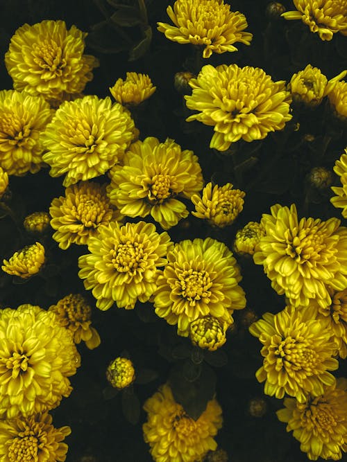 Abundance of Yellow Flowers