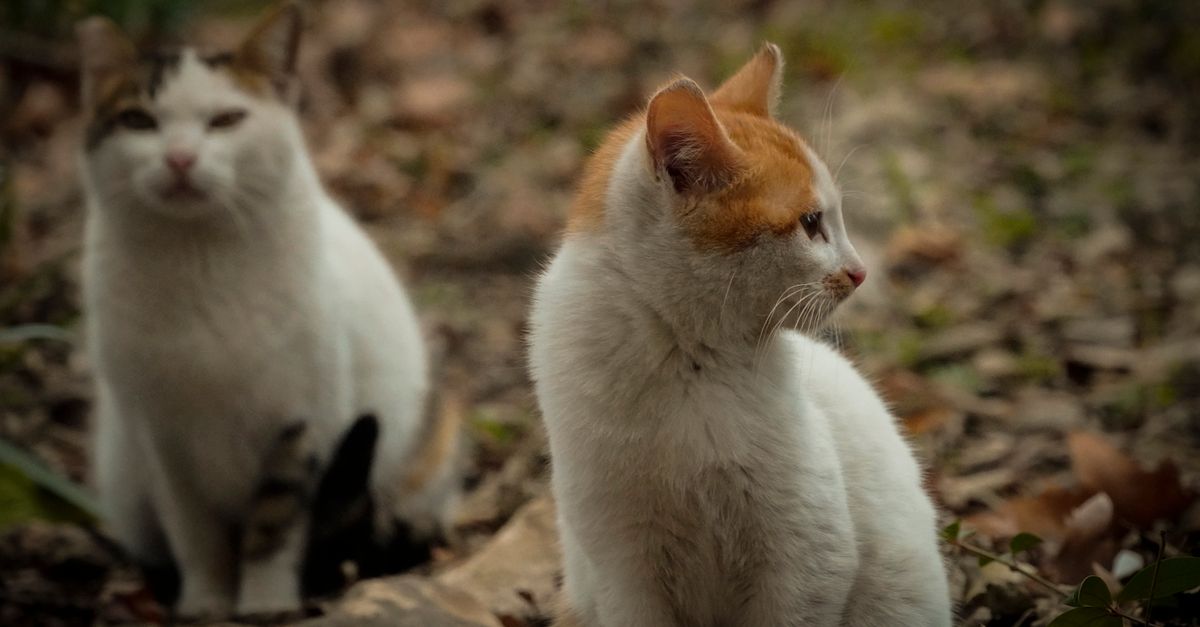 Nine Lives, chú mèo hoang huyền thoại săn chim quý hiếm và lẩn tránh bắt giữ 3 năm