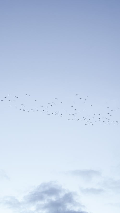 Foto d'estoc gratuïta de boira, cel sense núvols, ocells