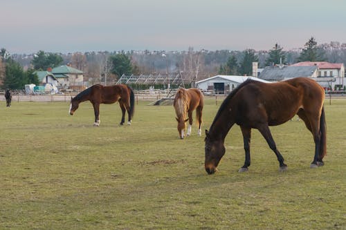 Horses Grazing in the Pasture 