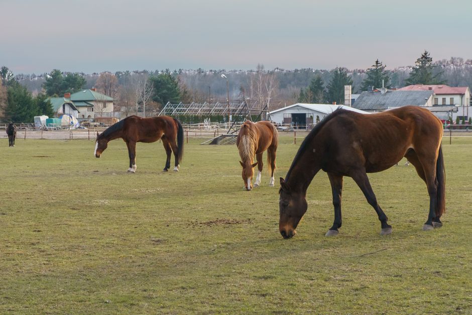 Les box — Pension pour chevaux à Afa