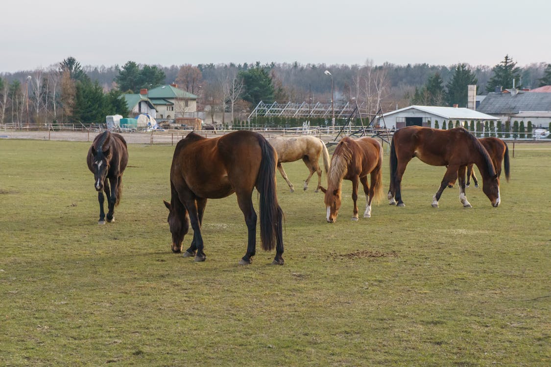 alan, atlar, Çiftlik içeren Ücretsiz stok fotoğraf