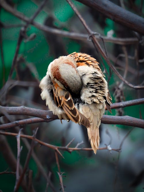 Common Sparrow