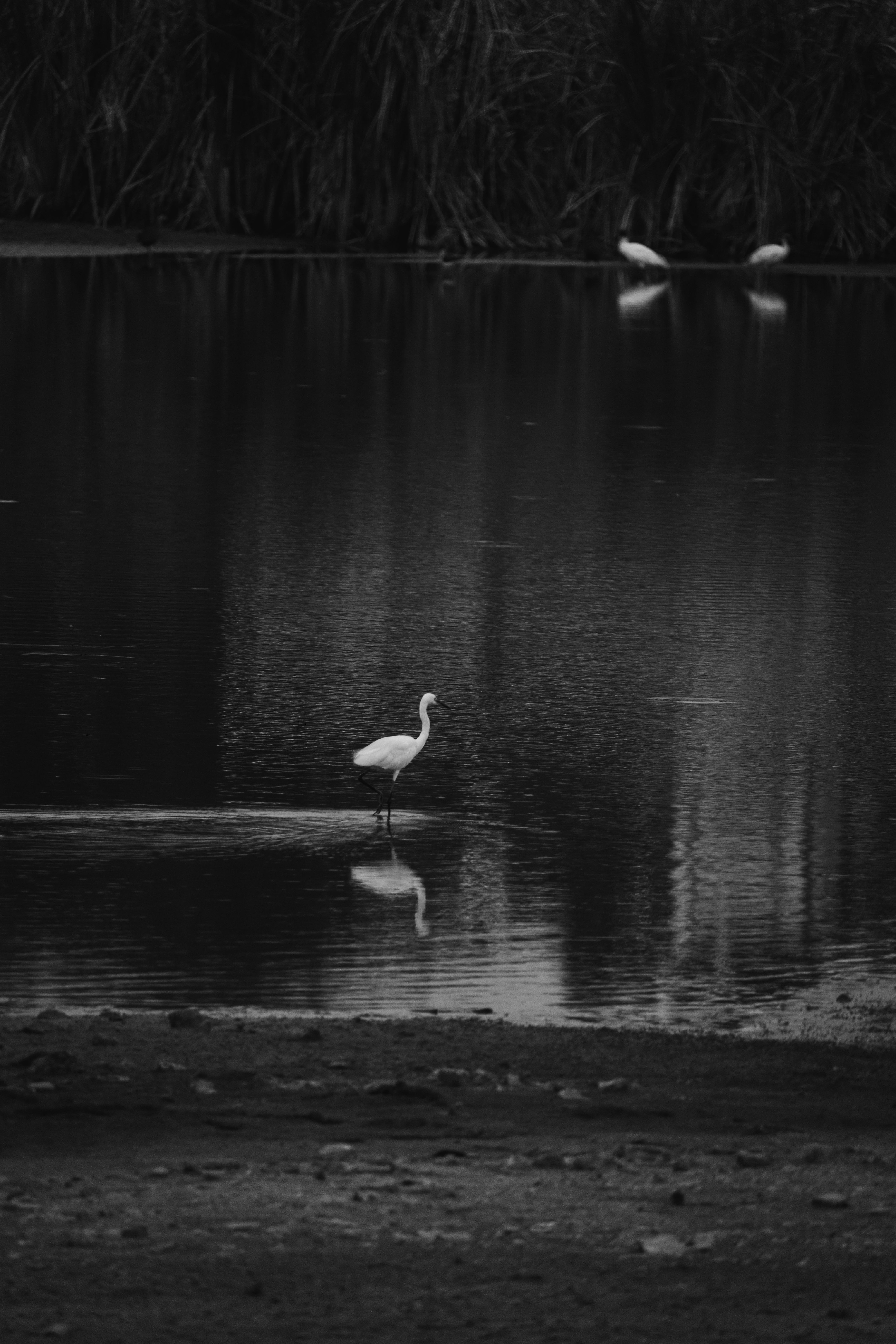 black and white nature photography, calm, mindful, fine art, serenity