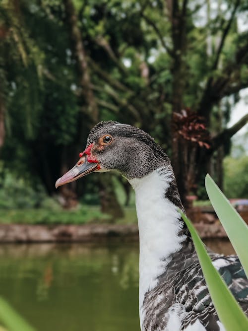 A duck with a red beak and a red beak