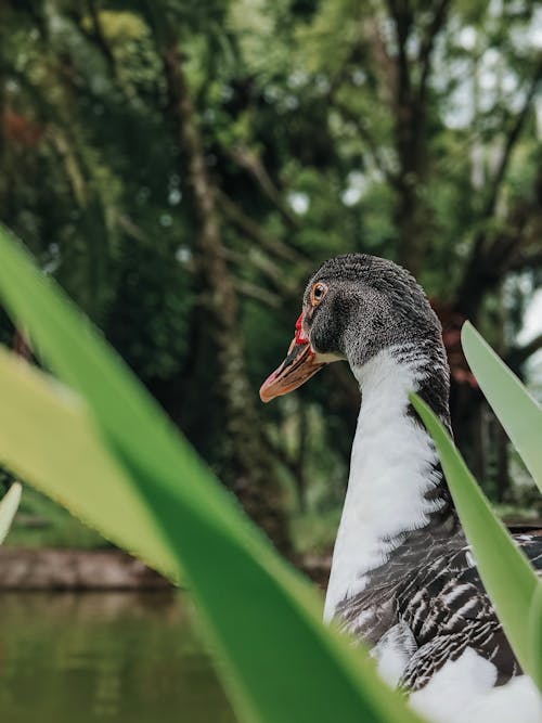 Free stock photo of animal photography, close up, duck