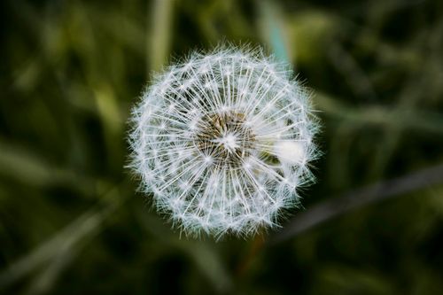 Free Close-up of a dandelion seedhead showcasing intricate details and natural beauty. Stock Photo