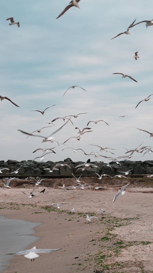 A flock of seagulls flying over the beach