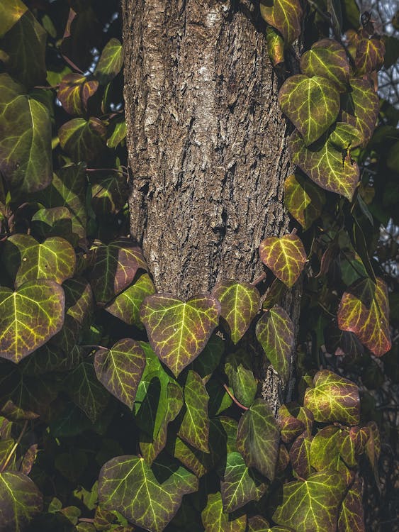 A tree with green leaves and vines on it