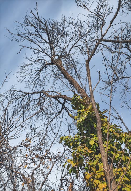 Barren Branches of Tree