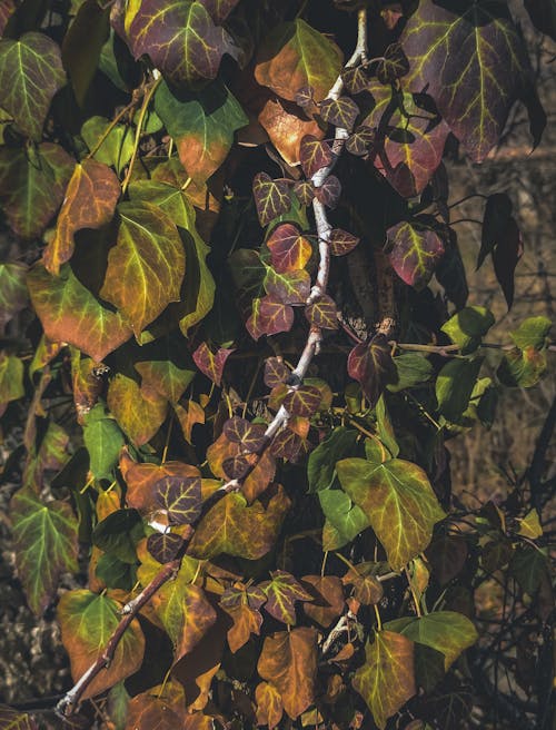 나뭇잎, 담쟁이덩굴, 등반가의 무료 스톡 사진