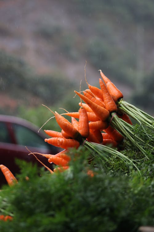 Carrots are piled up on a table in the rain