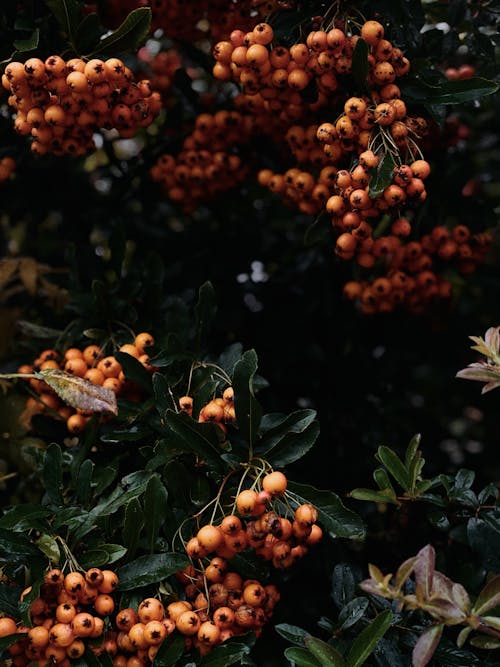 A bush with orange berries and leaves