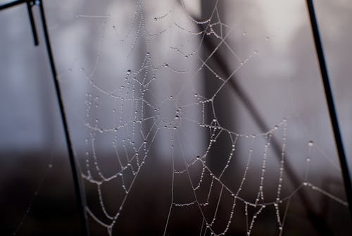 A spider web is seen in the fog