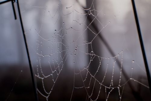 Free Close-up of dew droplets on a spiderweb in a misty forest in Penrith. Stock Photo