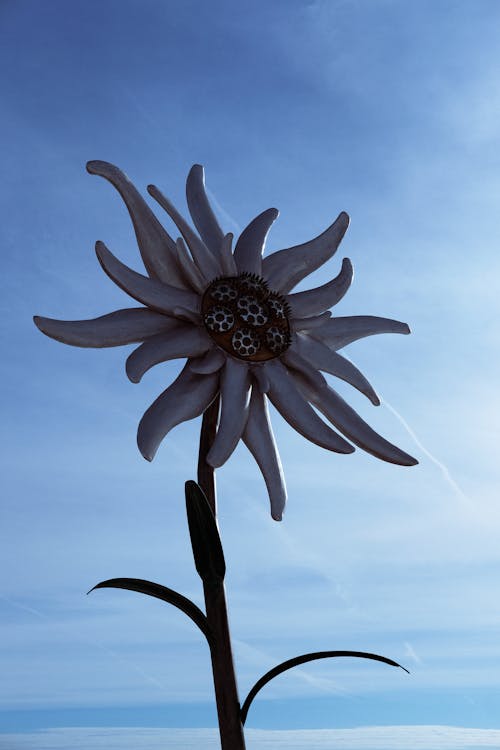 Free stock photo of cloud, flower, metal flower