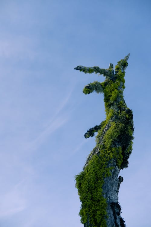 Green Ivy on Withered Tree