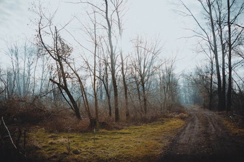 Darmowe zdjęcie z galerii z las, mglisty krajobraz, mglisty poranek