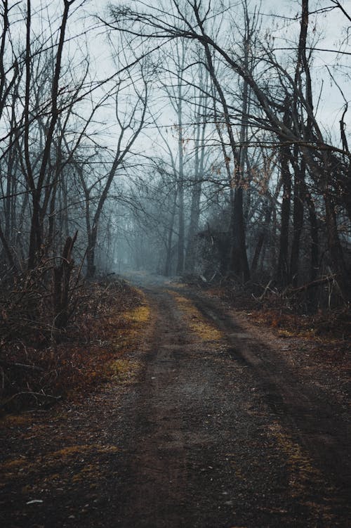 Misty Forest Path